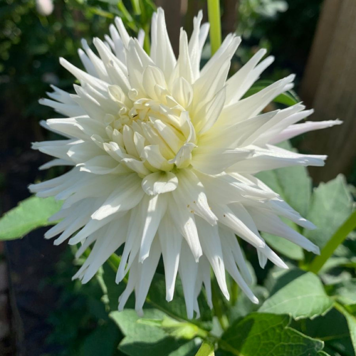 40+ Rare Seeds - All Triumph Dahlia Seeds, Container
