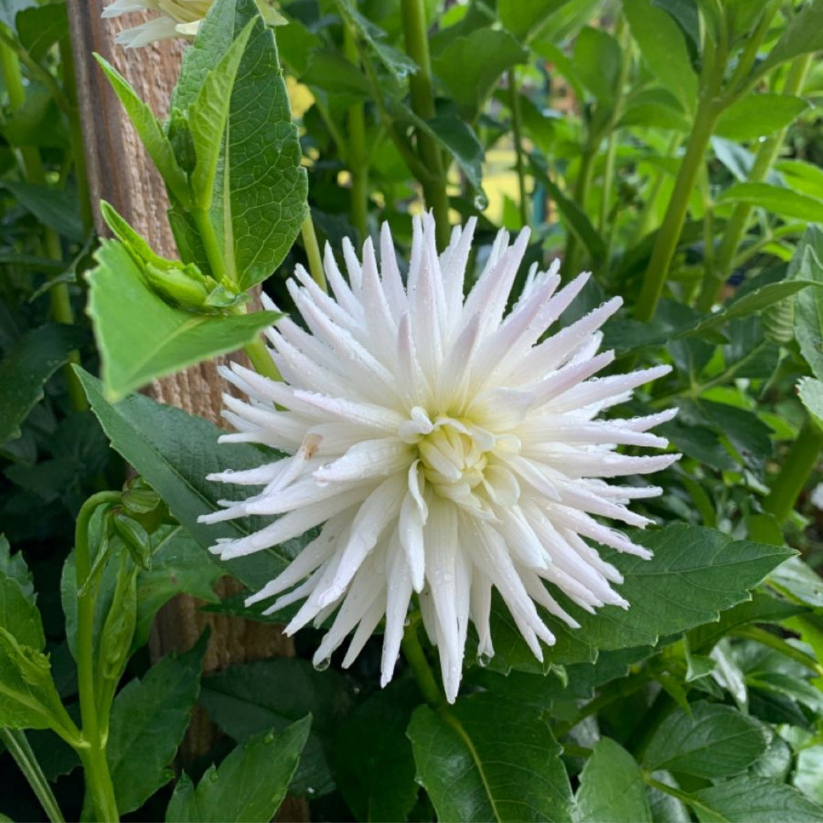 40+ Rare Seeds - All Triumph Dahlia Seeds, Container