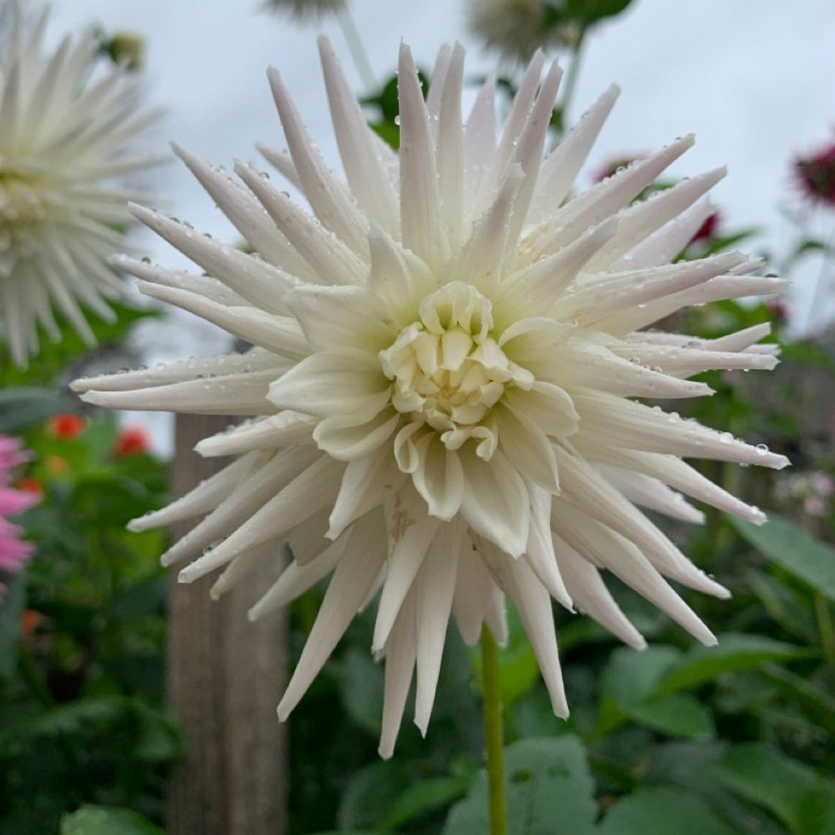 40+ Rare Seeds - All Triumph Dahlia Seeds, Container