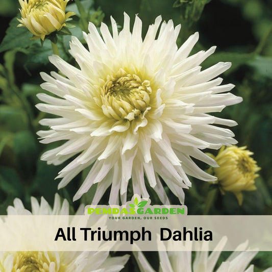 40+ Rare Seeds - All Triumph Dahlia Seeds, Container