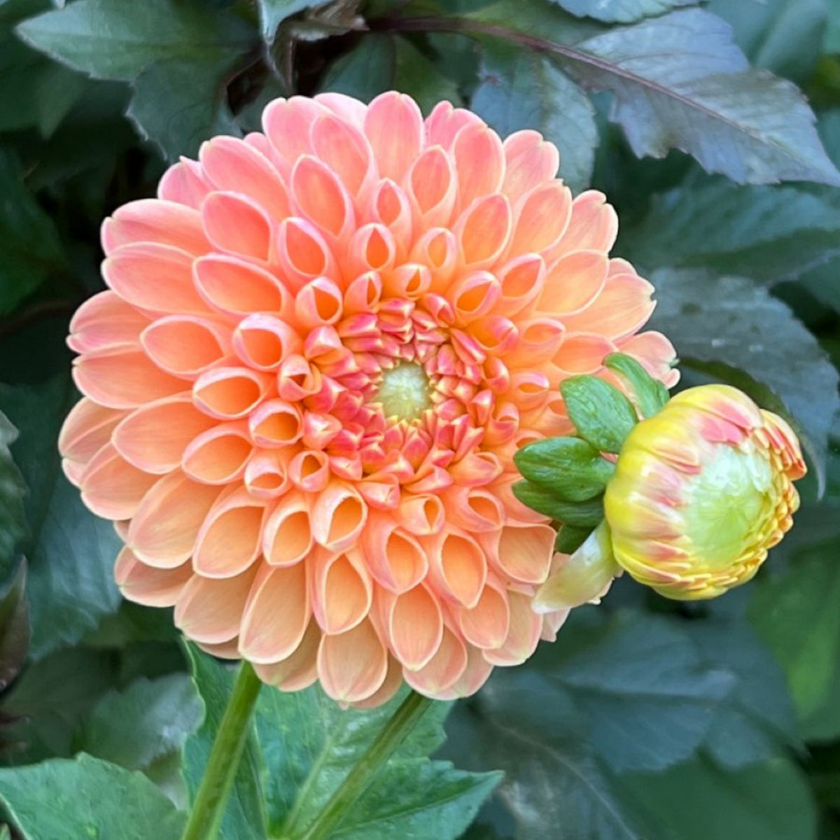 40+ Rare Seeds-Amber Queen Dahlia Seeds - Container
