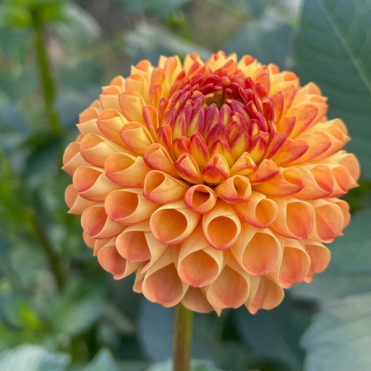 40+ Rare Seeds-Amber Queen Dahlia Seeds - Container