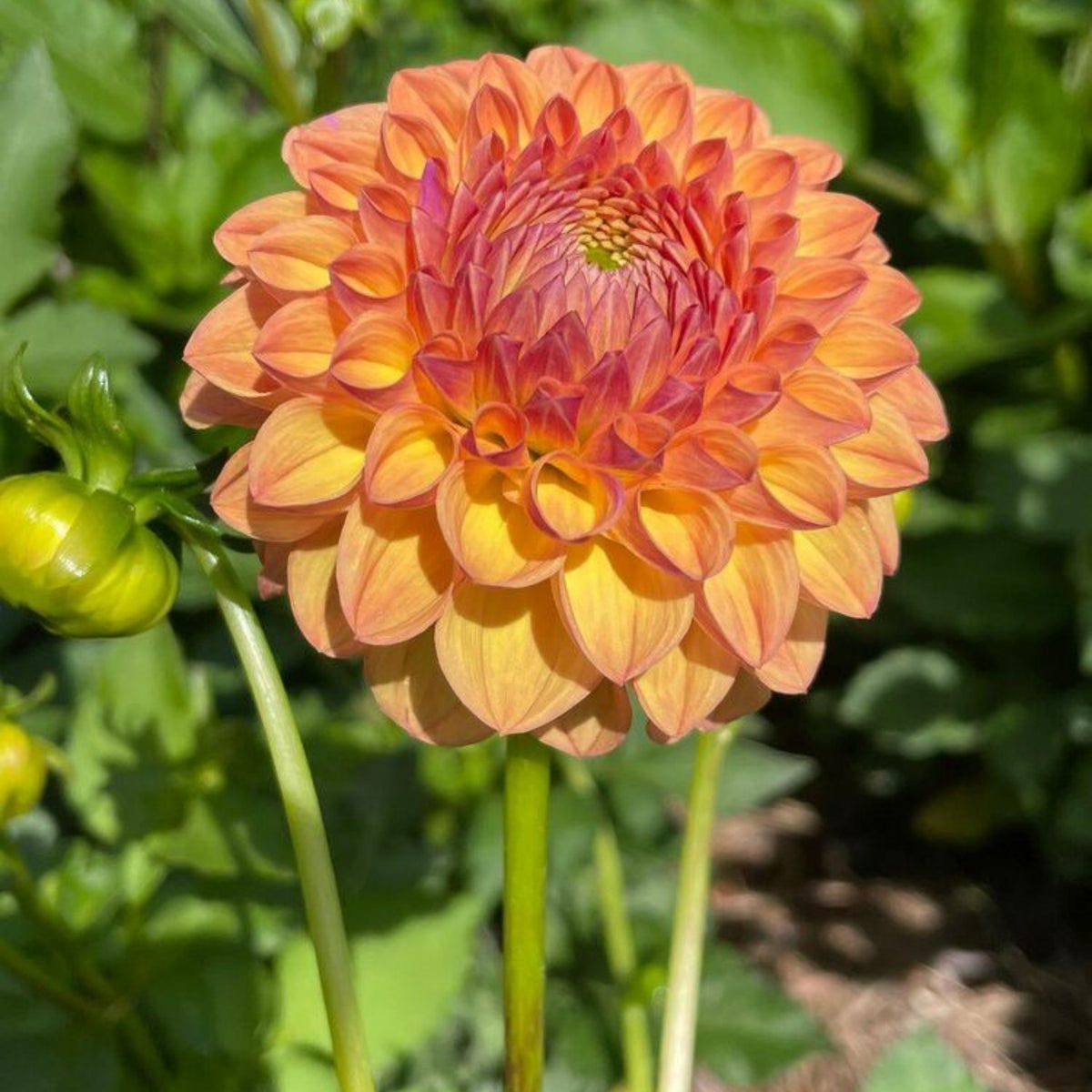 40+ Rare Seeds-Amber Queen Dahlia Seeds - Container