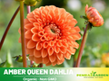 40+ Rare Seeds|Amber Queen Dahlia Seeds - Authentic - Open-Pollinated - Organic - Heirloom - Flower Seeds - Container - Beds & Cut Bouquets #D005