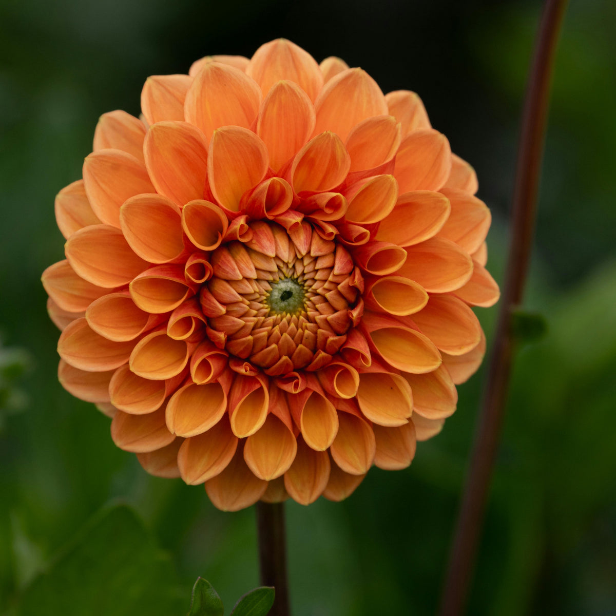 40+ Rare Seeds-Amber Queen Dahlia Seeds - Container