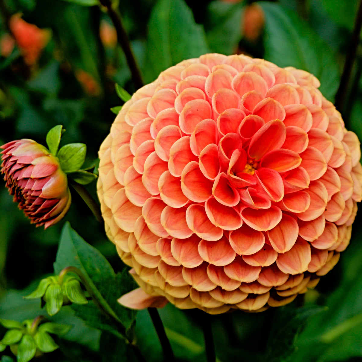 40+ Rare Seeds-Amber Queen Dahlia Seeds - Container