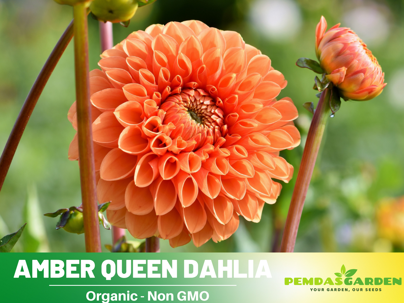 dahlia flower seeds online shopping 40+ Rare Seeds|Amber Queen Dahlia Seeds - Authentic - Open-Pollinated - Organic - Heirloom - Flower Seeds - Container