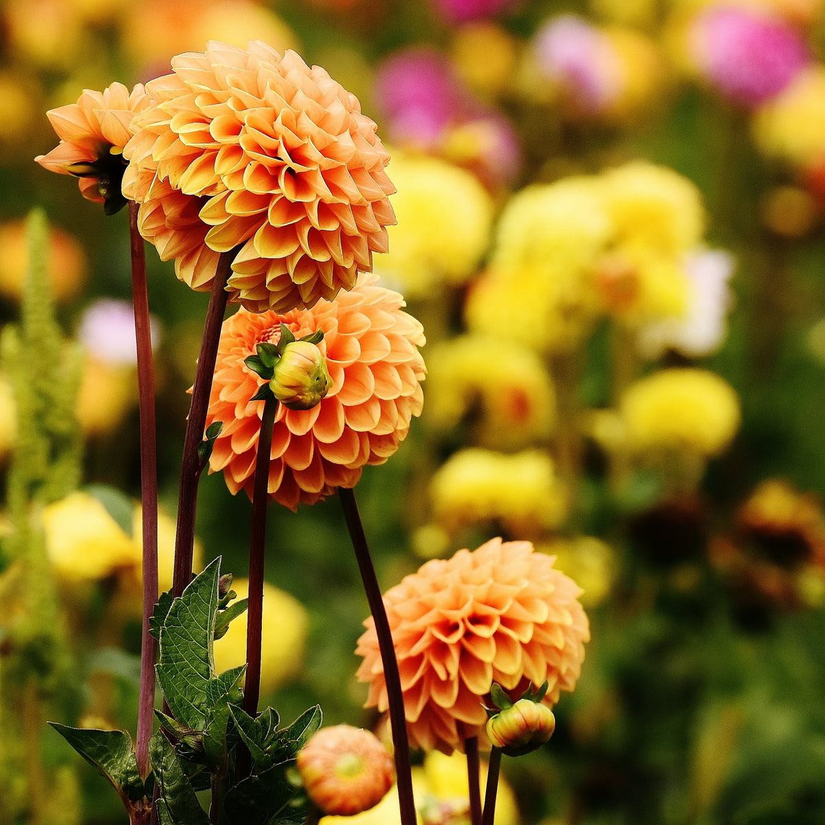 40+ Rare Seeds-Amber Queen Dahlia Seeds - Container