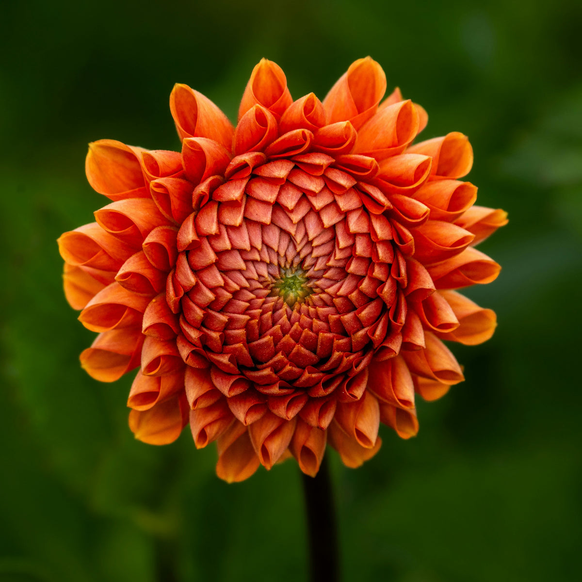 40+ Rare Seeds-Amber Queen Dahlia Seeds - Container