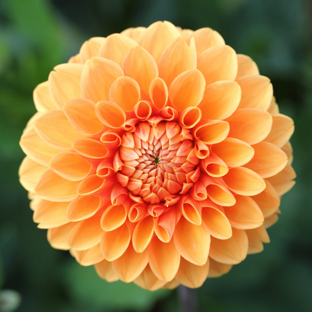40+ Rare Seeds-Amber Queen Dahlia Seeds - Container