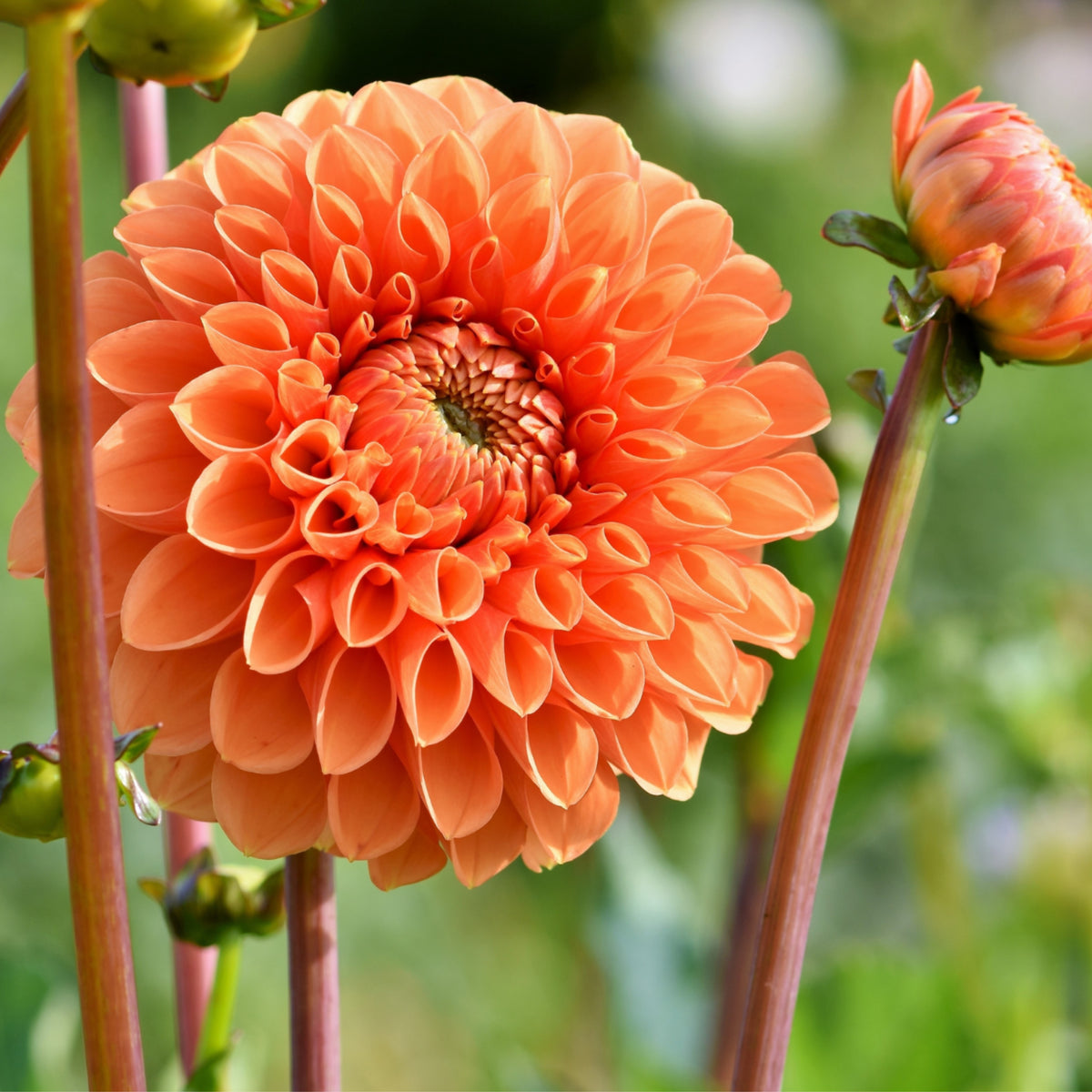 40+ Rare Seeds-Amber Queen Dahlia Seeds - Container