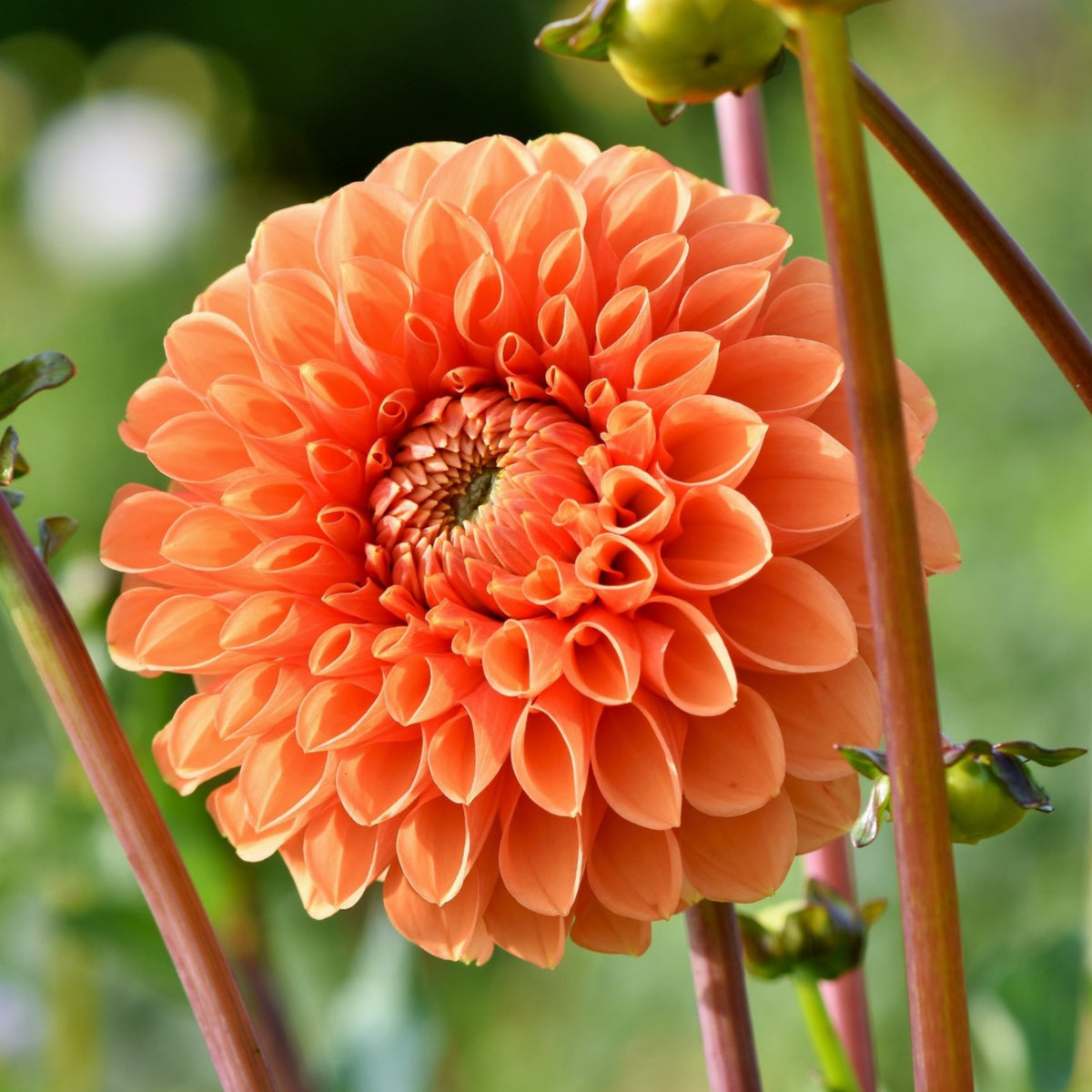 40+ Rare Seeds-Amber Queen Dahlia Seeds - Container
