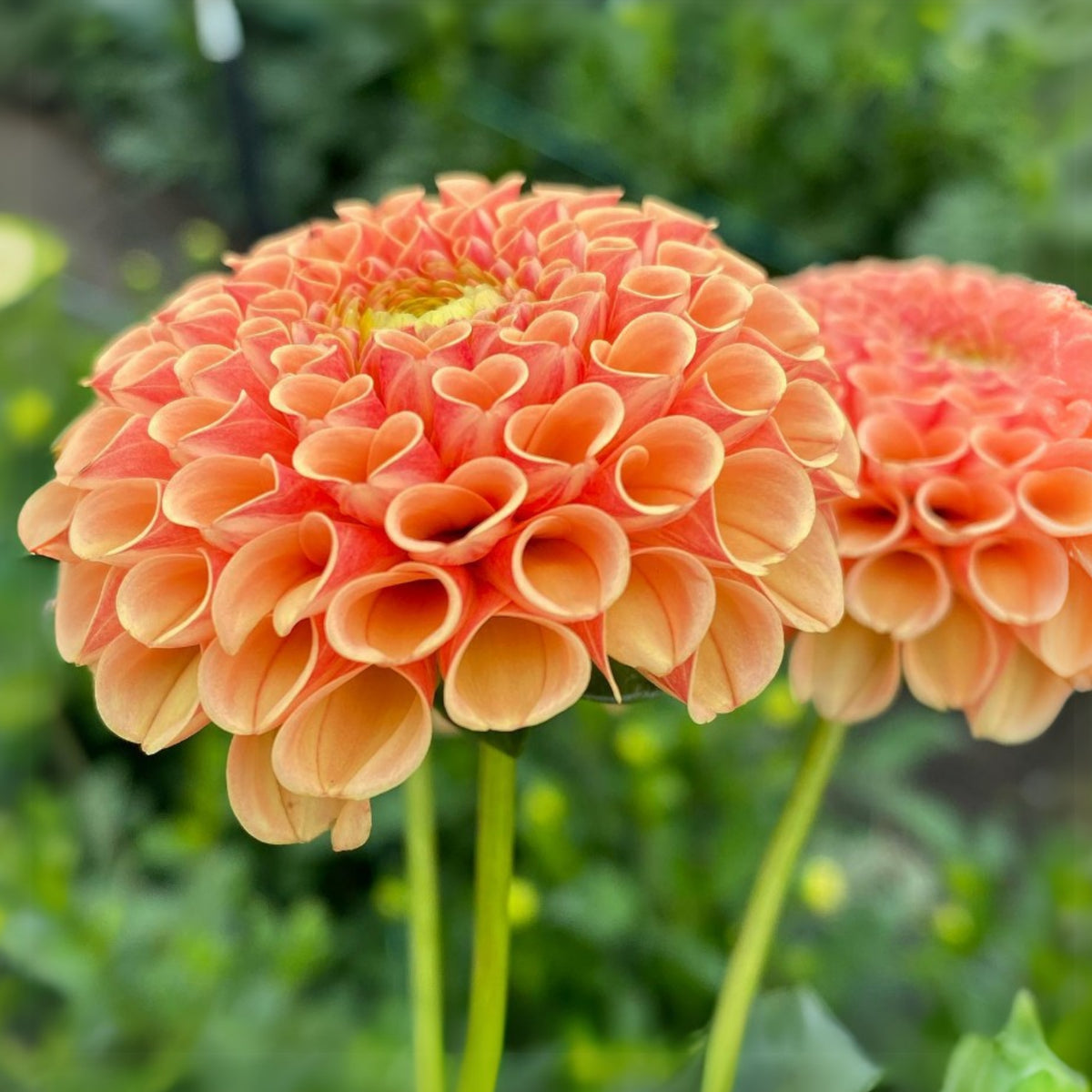 40+ Rare Seeds-Amber Queen Dahlia Seeds - Container