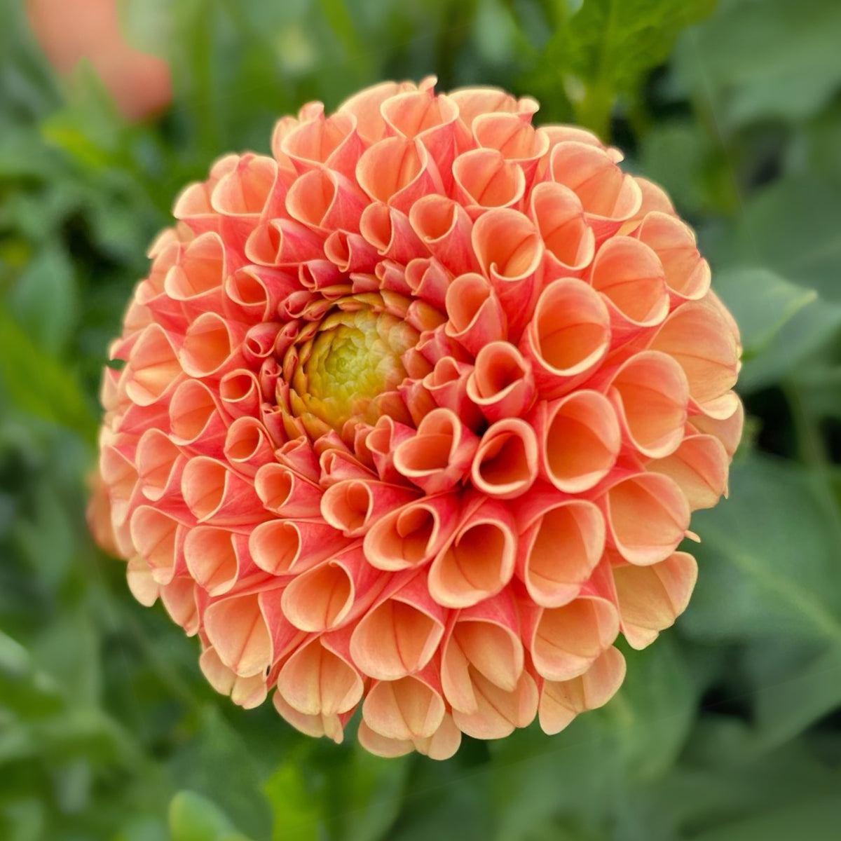 40+ Rare Seeds-Amber Queen Dahlia Seeds - Container
