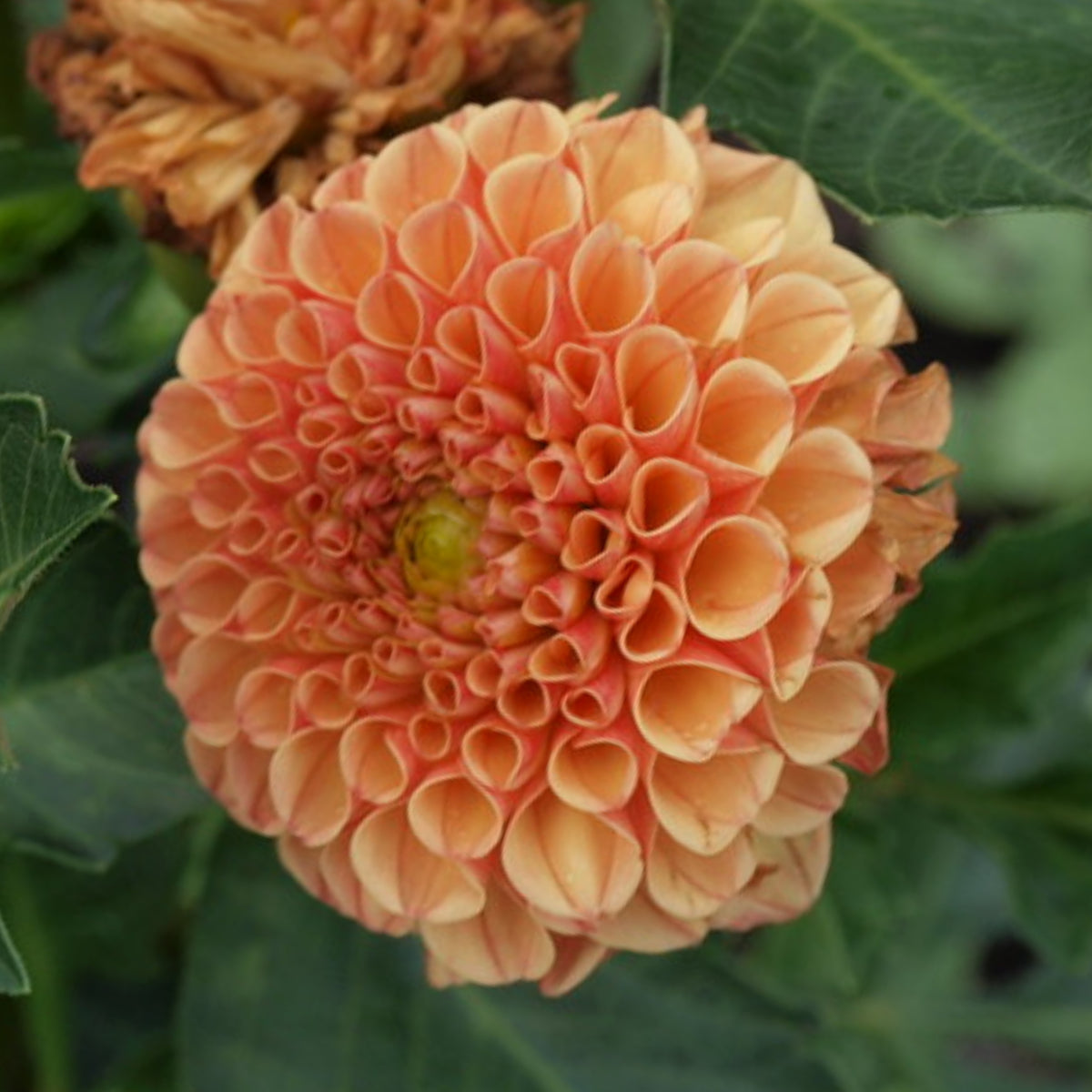 40+ Rare Seeds-Amber Queen Dahlia Seeds - Container