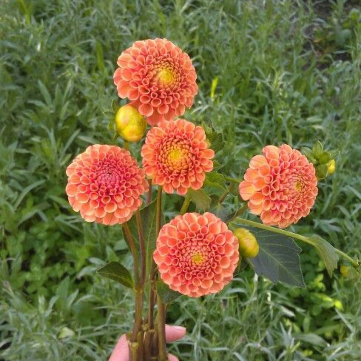 40+ Rare Seeds-Amber Queen Dahlia Seeds - Container