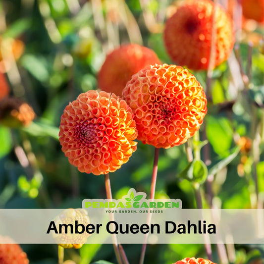 40+ Rare Seeds-Amber Queen Dahlia Seeds - Container