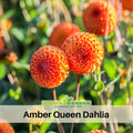 40+ Rare Seeds|Amber Queen Dahlia Seeds - Authentic - Open-Pollinated - Organic - Heirloom - Flower Seeds - Container - Beds & Cut Bouquets #D005