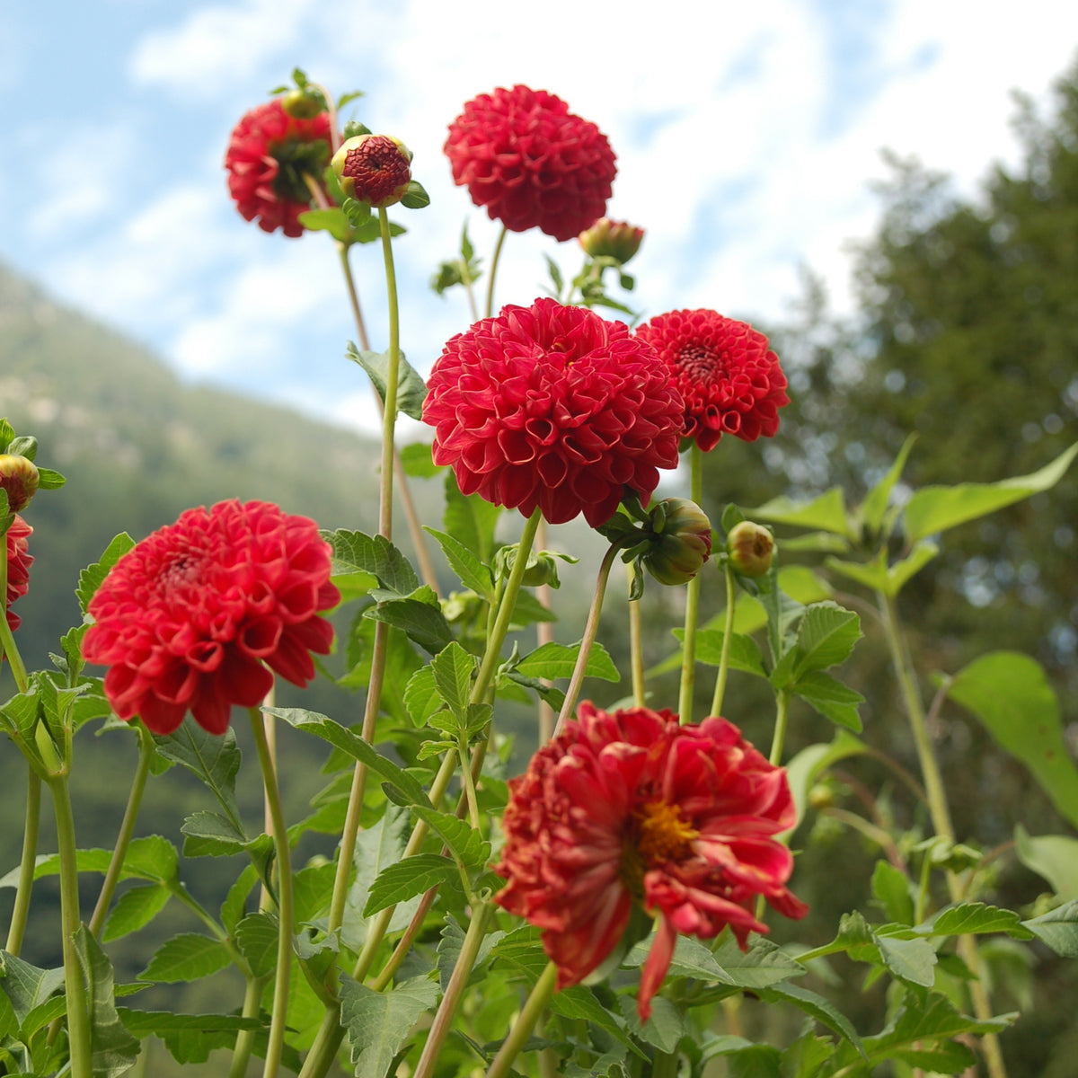 Red Fox Dahlia Seeds, 40+ seeds