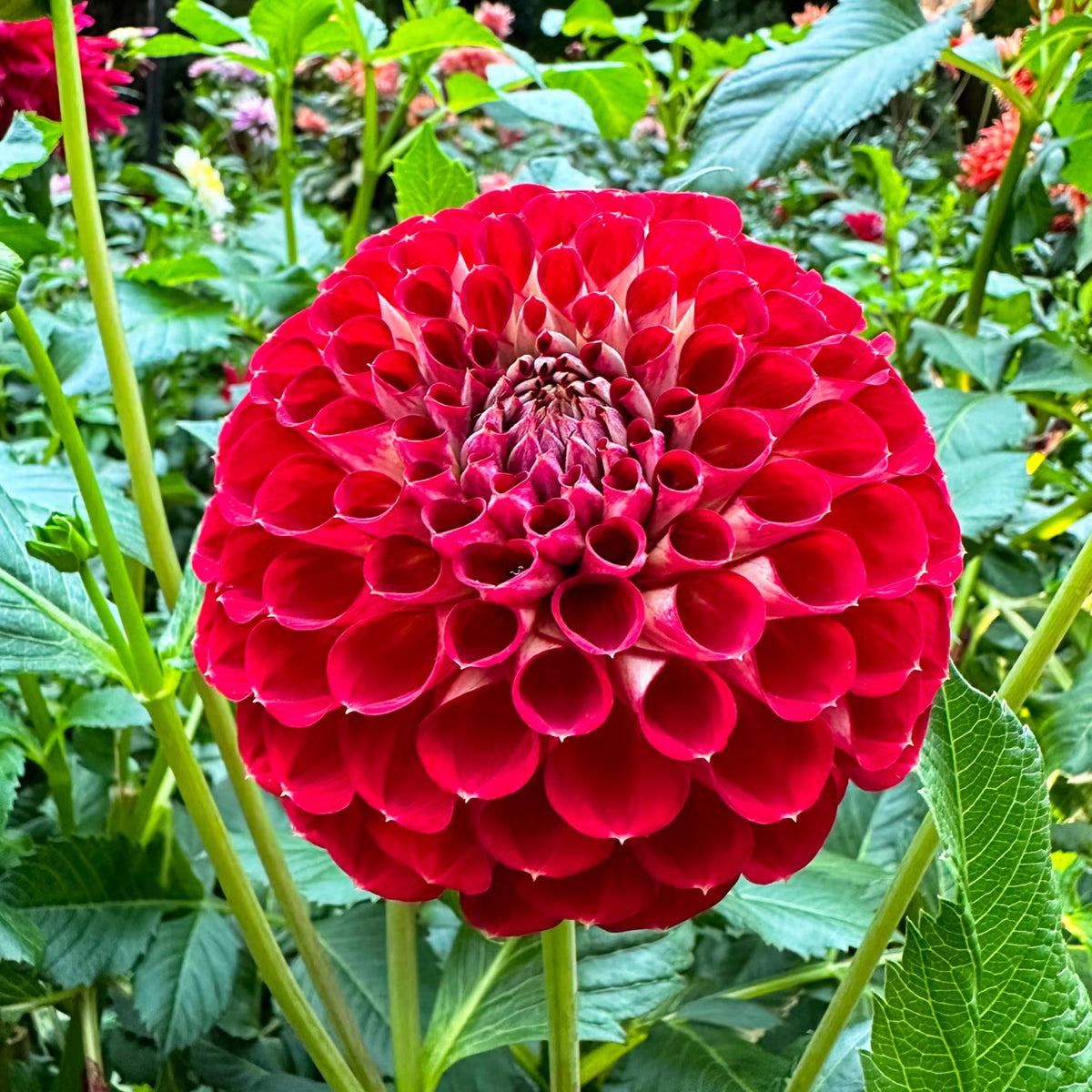 Red Fox Dahlia Seeds, 40+ seeds