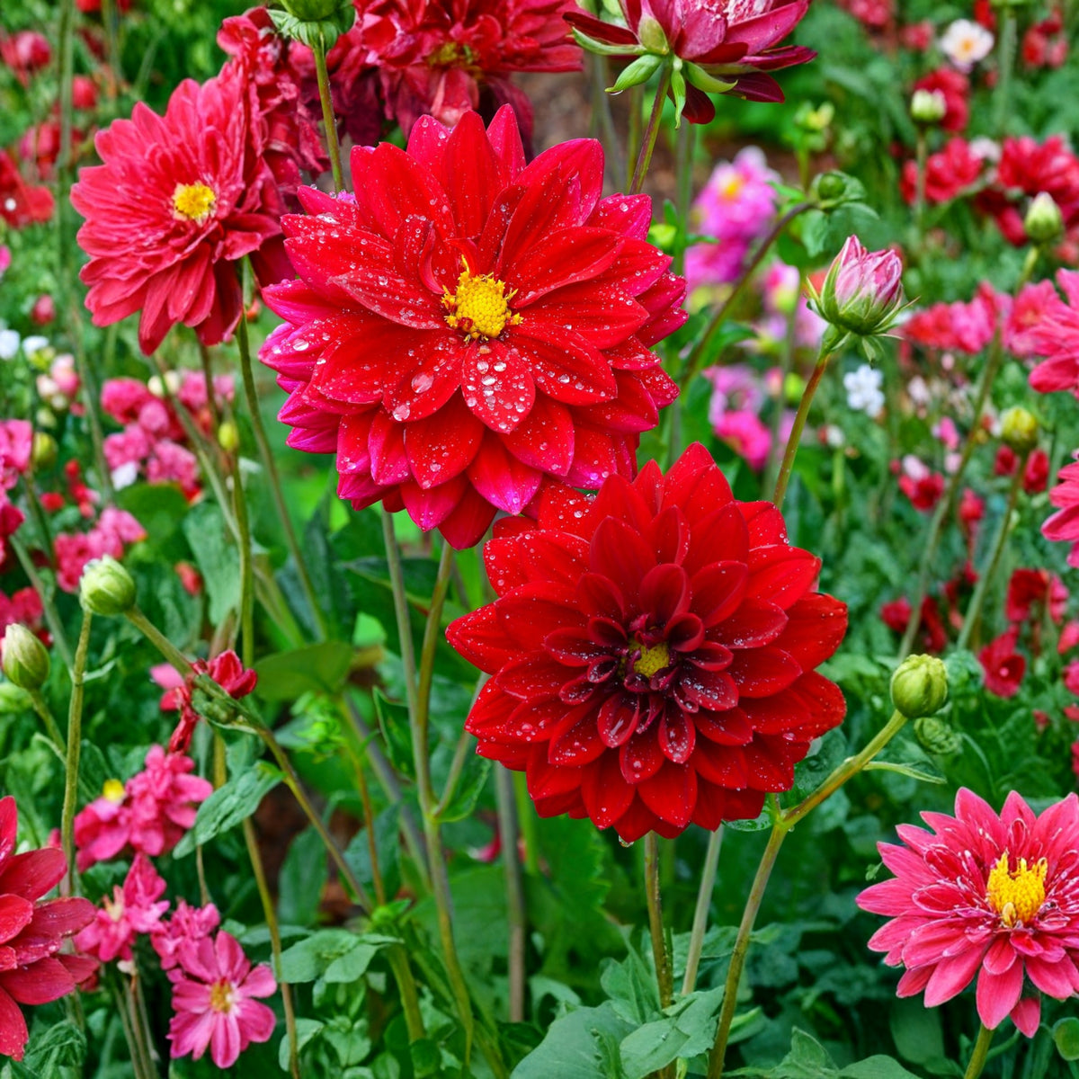 Red Fox Dahlia Seeds, 40+ seeds