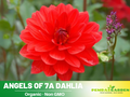 40+ Rare Seeds| Angels of 7A Dahlia Seeds- Authentic - Open-Pollinated - Organic - Heirloom - Flower Seeds - Container - Beds & Cut Bouquets #D006