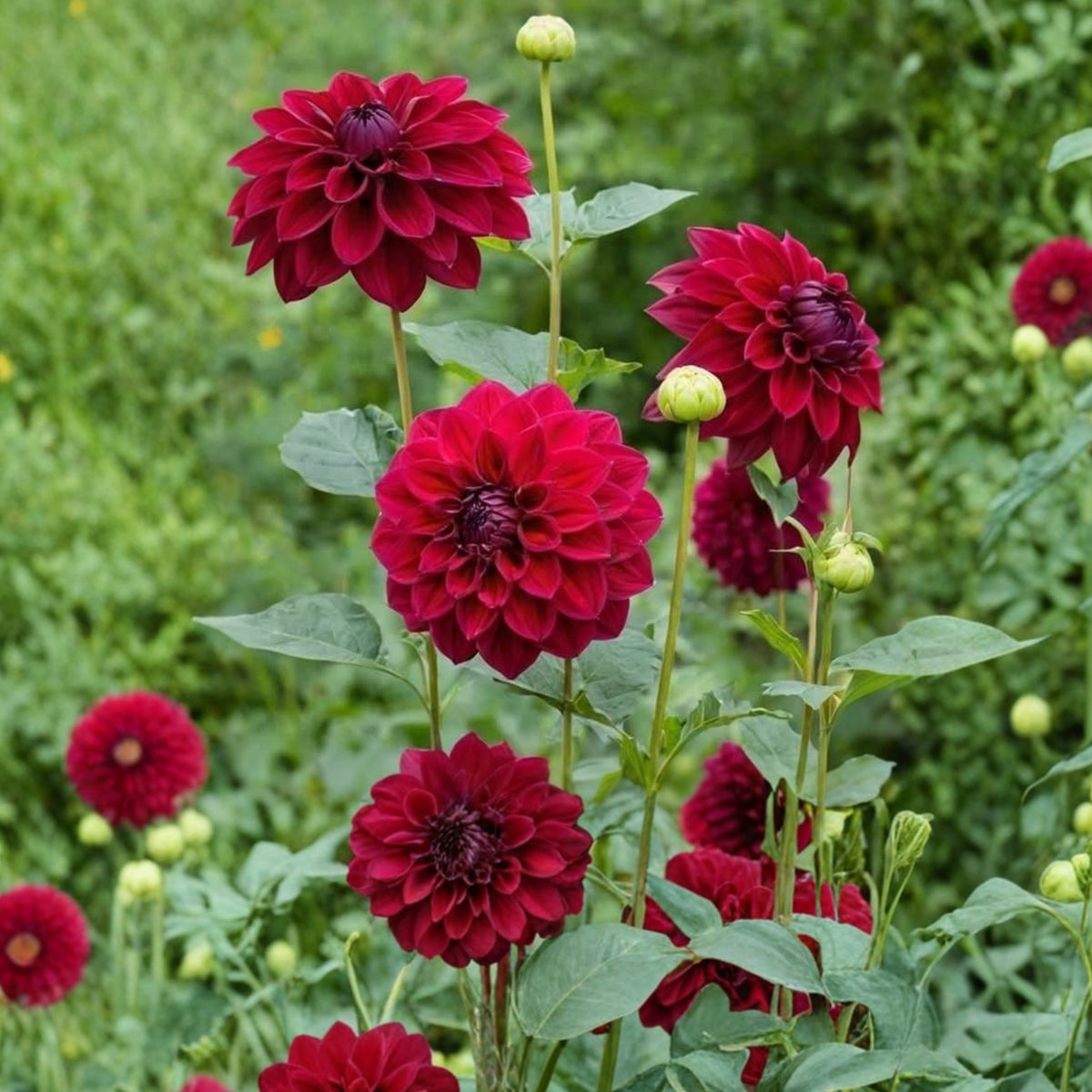 Red Fox Dahlia Seeds, 40+ seeds