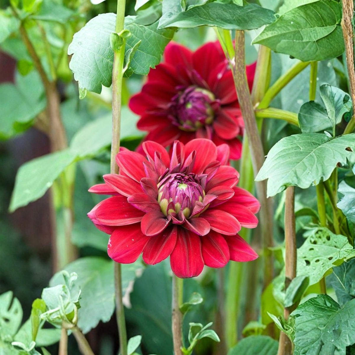 Red Fox Dahlia Seeds, 40+ seeds