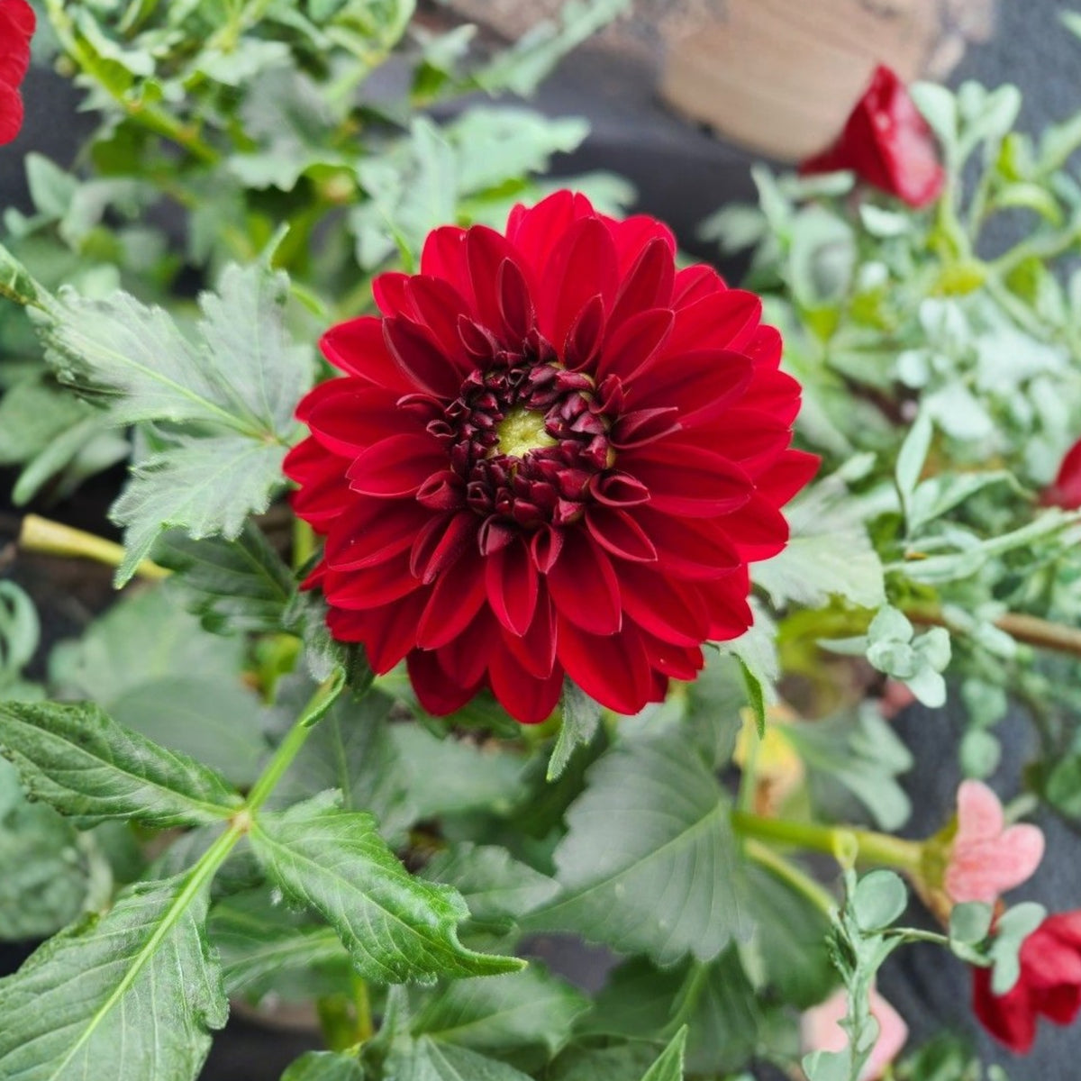 Red Fox Dahlia Seeds, 40+ seeds
