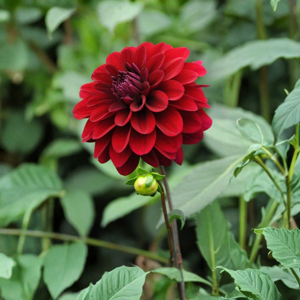 Red Fox Dahlia Seeds, 40+ seeds