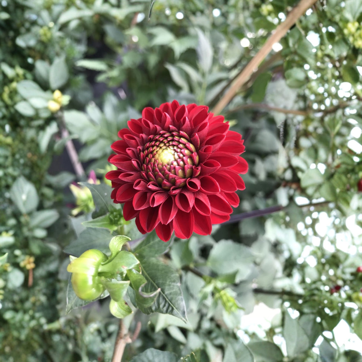 Red Fox Dahlia Seeds, 40+ seeds