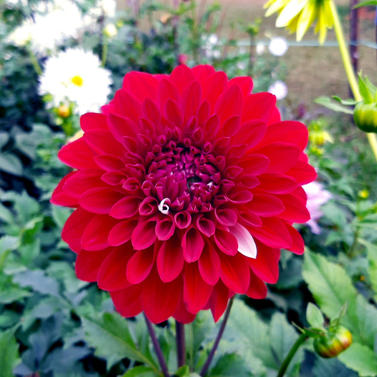Red Fox Dahlia Seeds, 40+ seeds