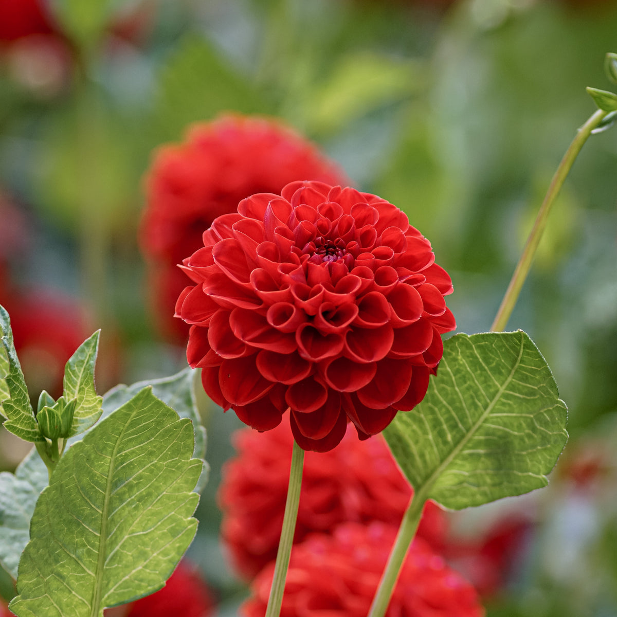 Red Fox Dahlia Seeds, 40+ seeds