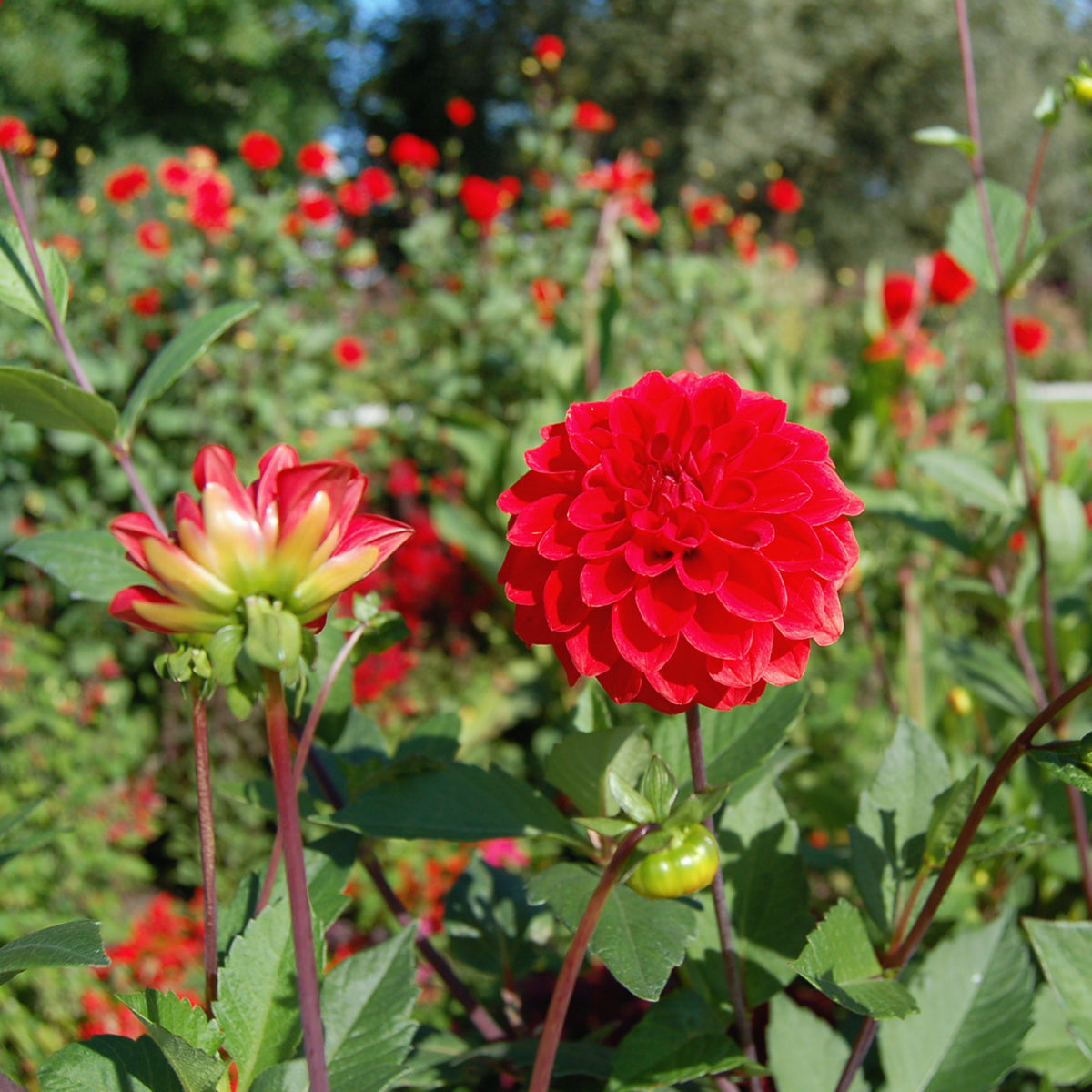 Red Fox Dahlia Seeds, 40+ seeds