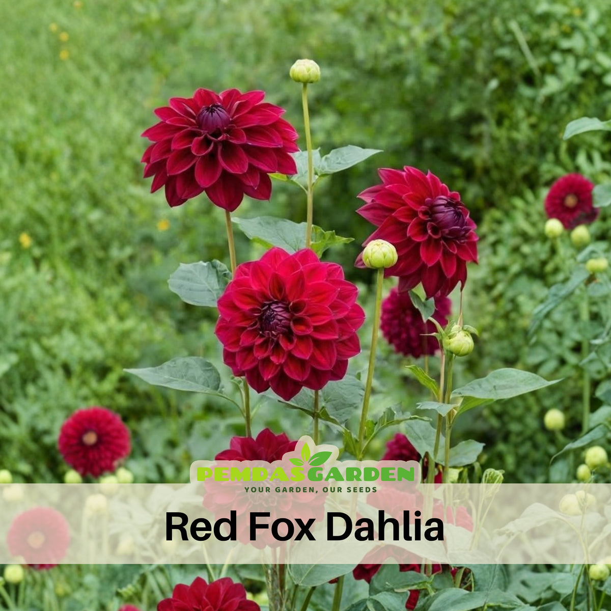 Red Fox Dahlia Seeds, 40+ seeds