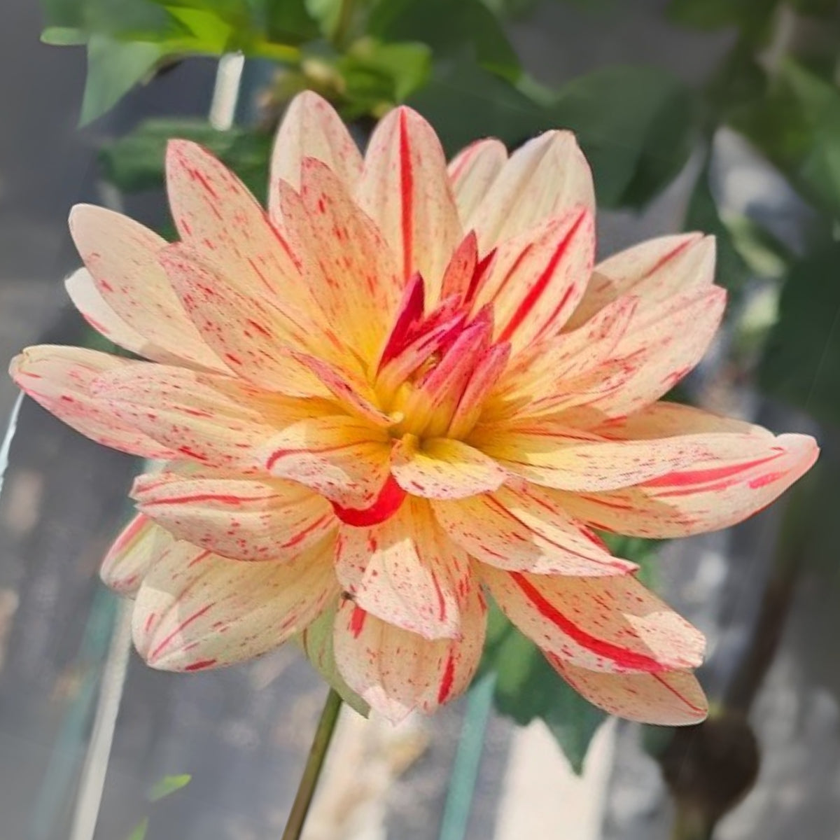 40+ Rare Seeds-Awe Shucks Dahlia Seeds - Container