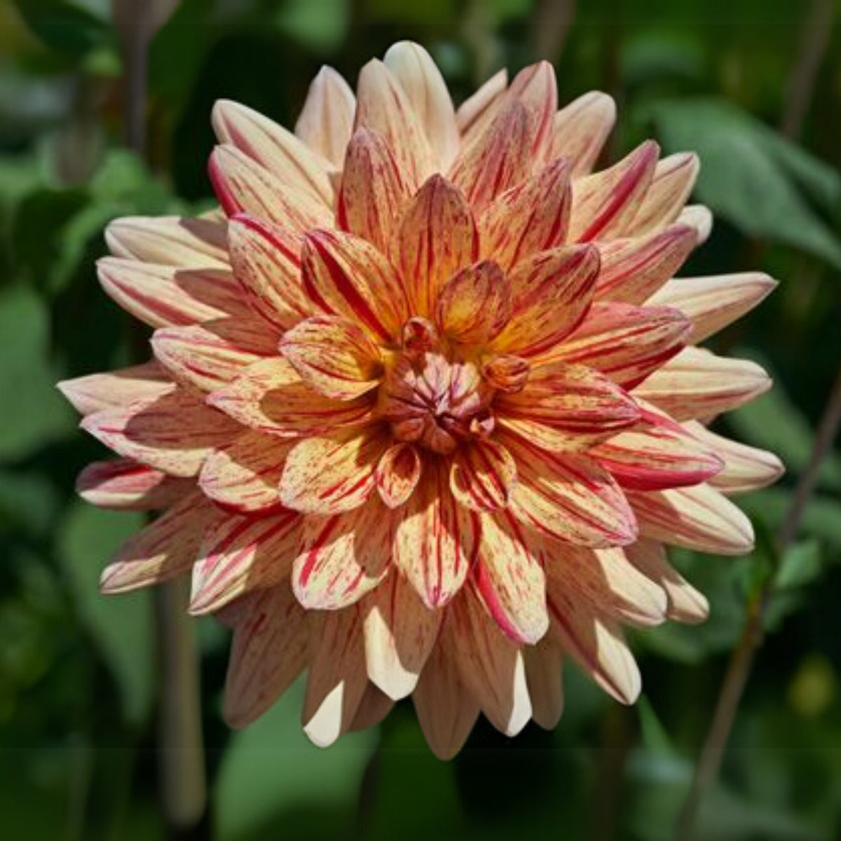 40+ Rare Seeds-Awe Shucks Dahlia Seeds - Container