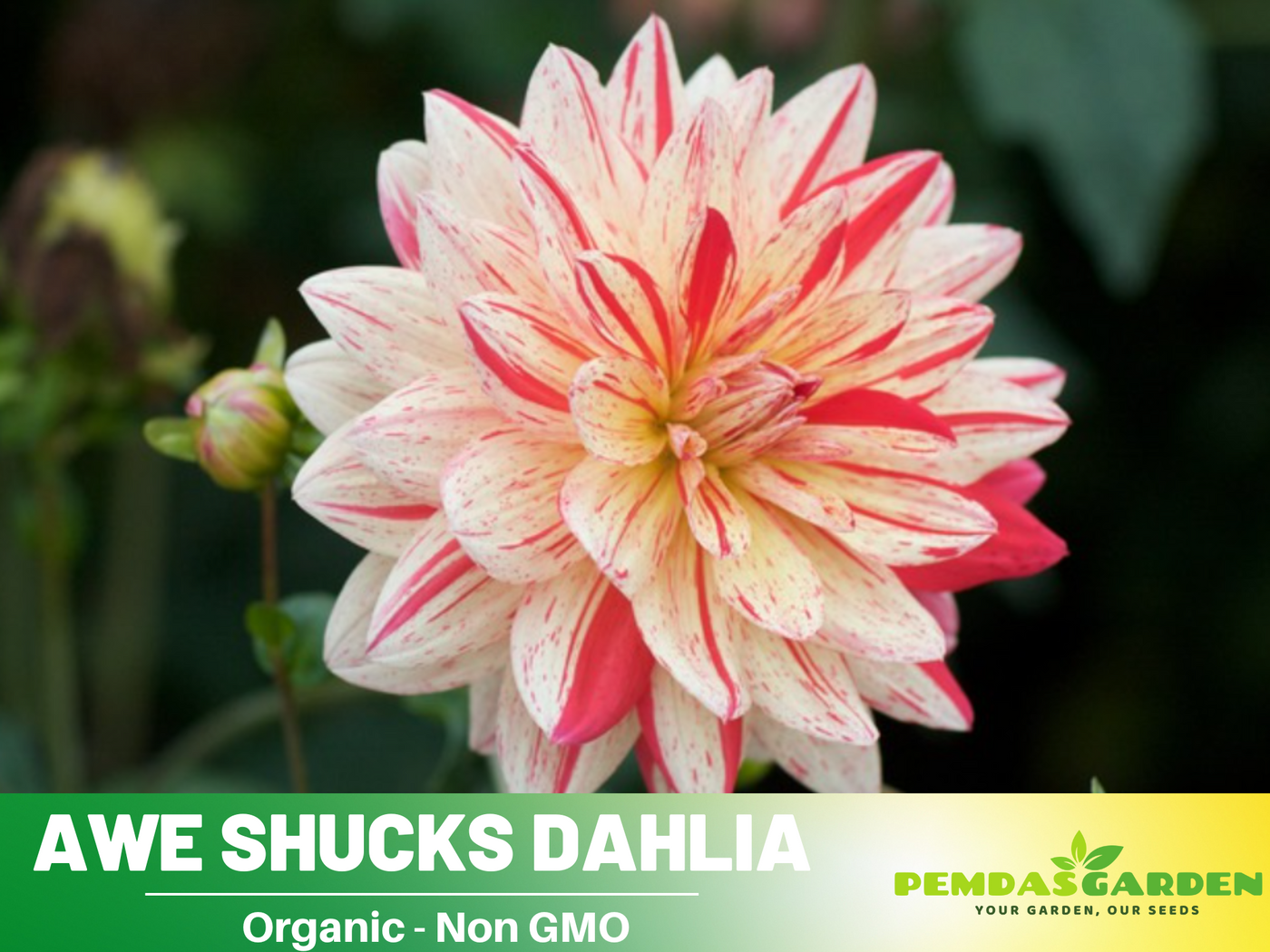 rare heirloom flower seeds 40+ Rare Seeds-Awe Shucks Dahlia Seeds- Authentic - Open-Pollinated - Organic - Heirloom - Flower Seeds - Container