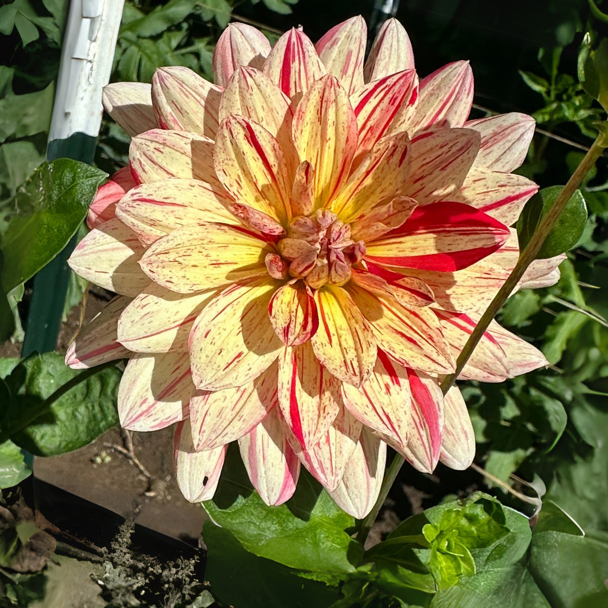 40+ Rare Seeds-Awe Shucks Dahlia Seeds - Container
