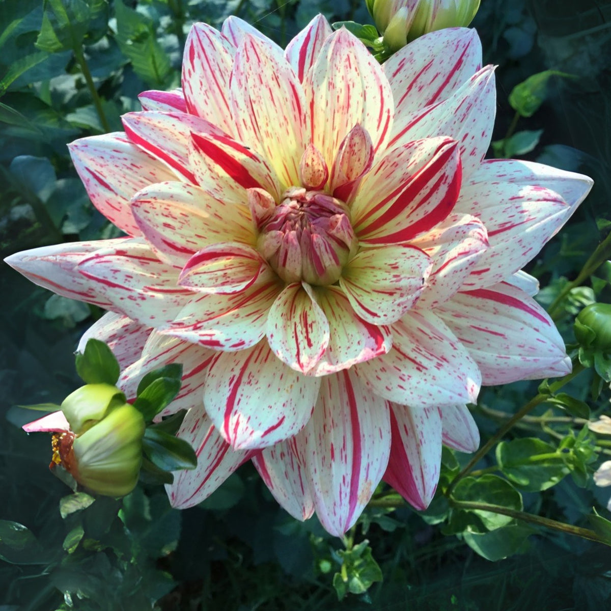 40+ Rare Seeds-Awe Shucks Dahlia Seeds - Container