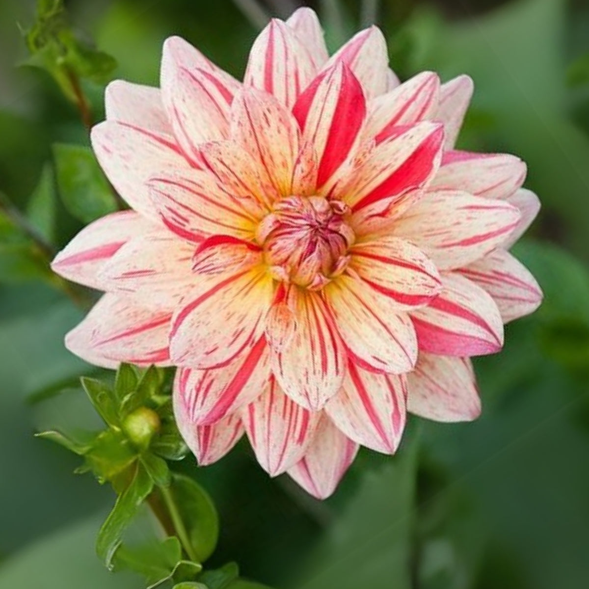 40+ Rare Seeds-Awe Shucks Dahlia Seeds - Container