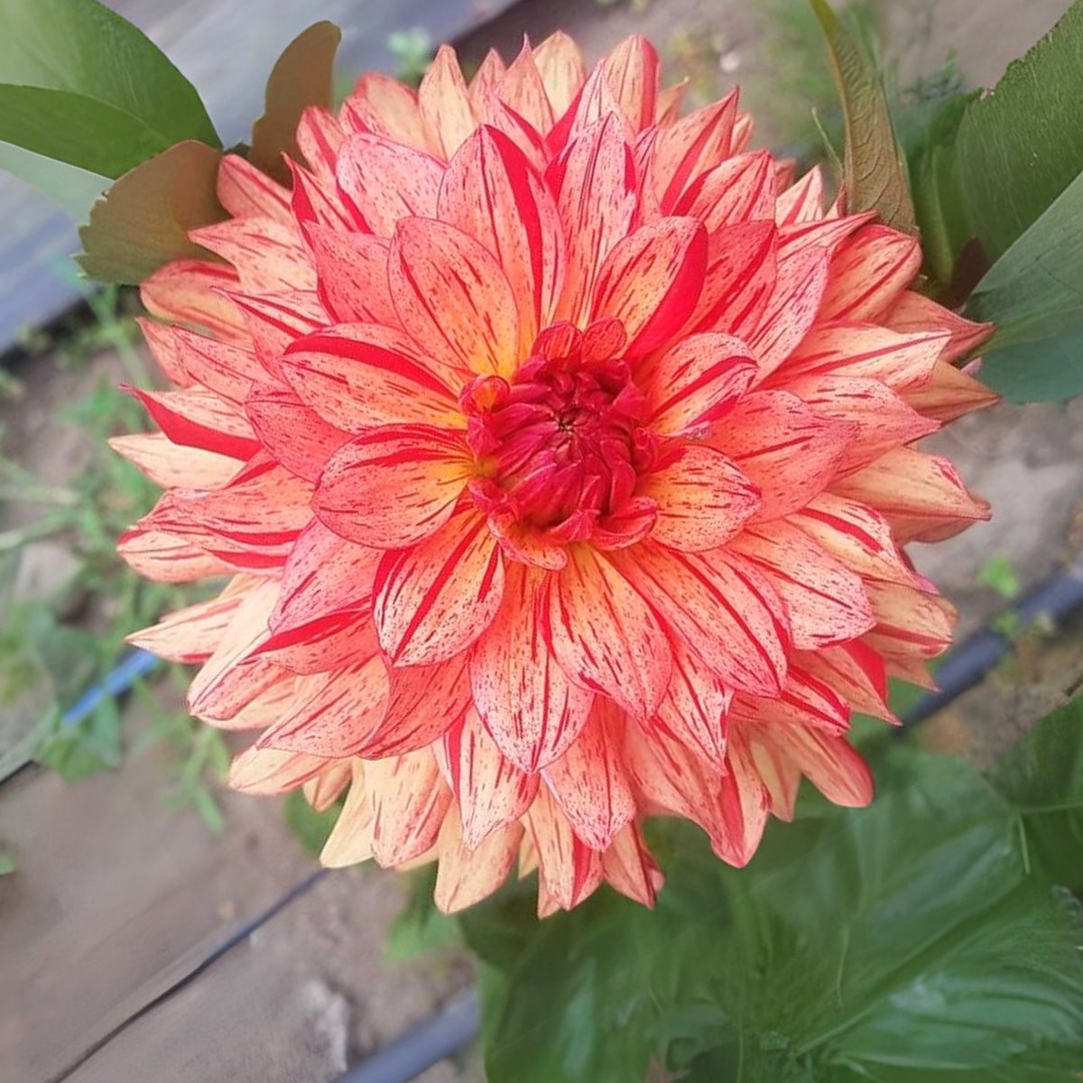 40+ Rare Seeds-Awe Shucks Dahlia Seeds - Container