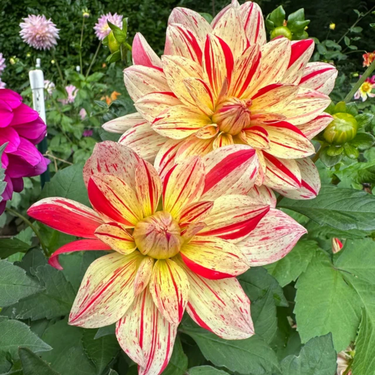 40+ Rare Seeds-Awe Shucks Dahlia Seeds - Container