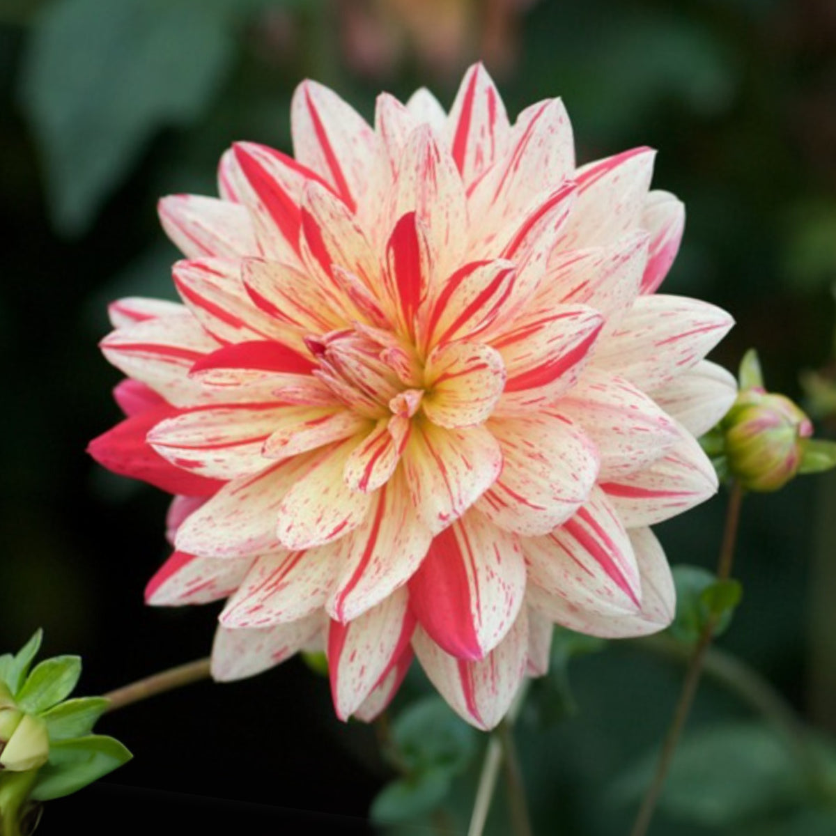 40+ Rare Seeds-Awe Shucks Dahlia Seeds - Container