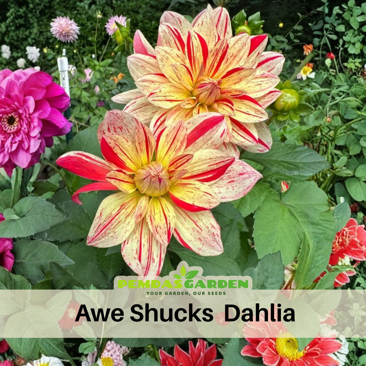 40+ Rare Seeds-Awe Shucks Dahlia Seeds - Container