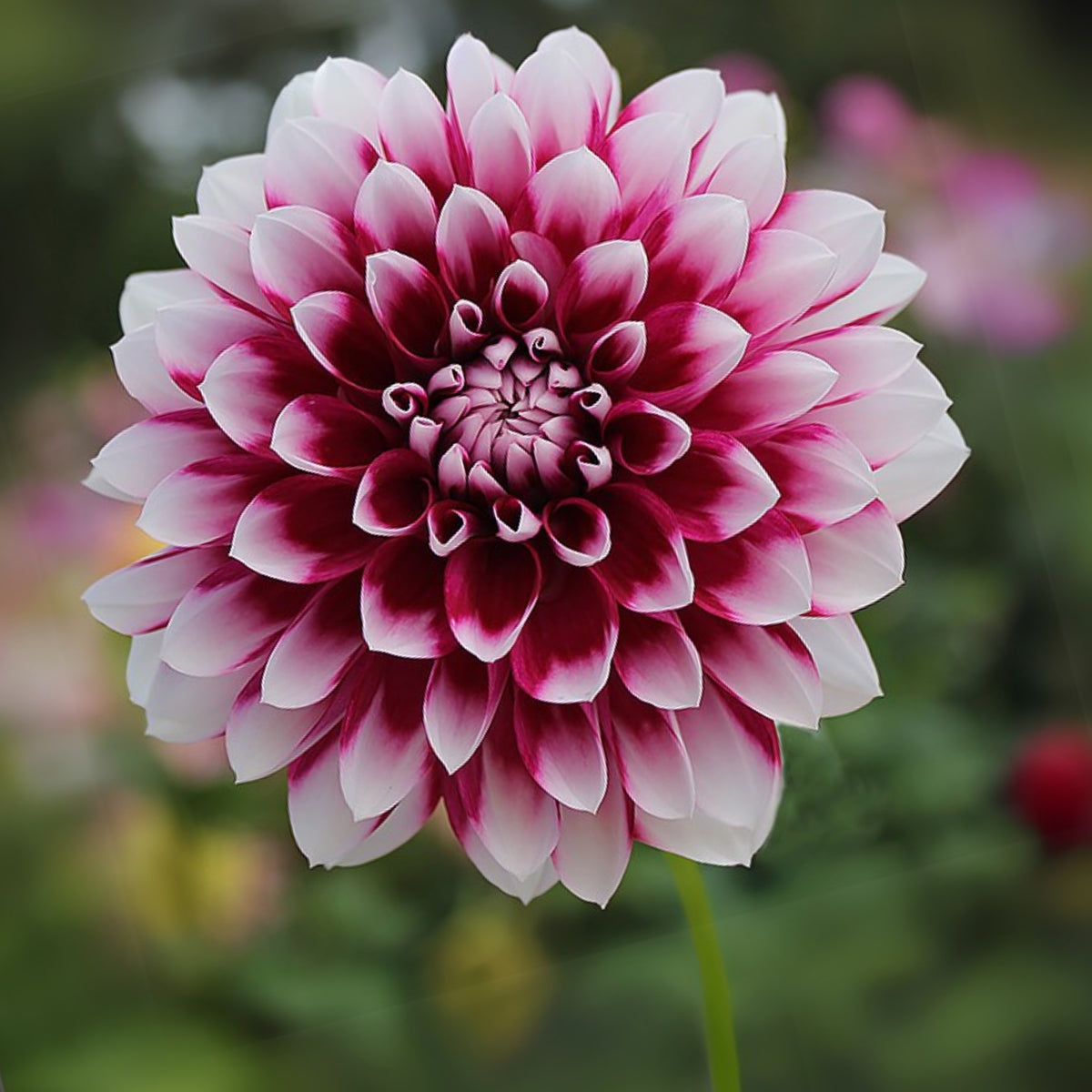 40+ Rare Seeds - Man Dahlia Seeds, Container