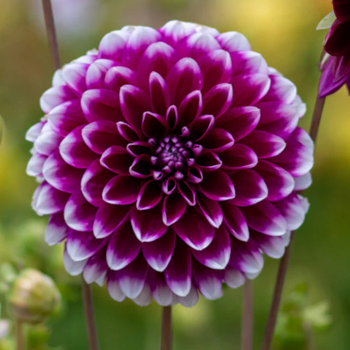 40+ Rare Seeds - Man Dahlia Seeds, Container