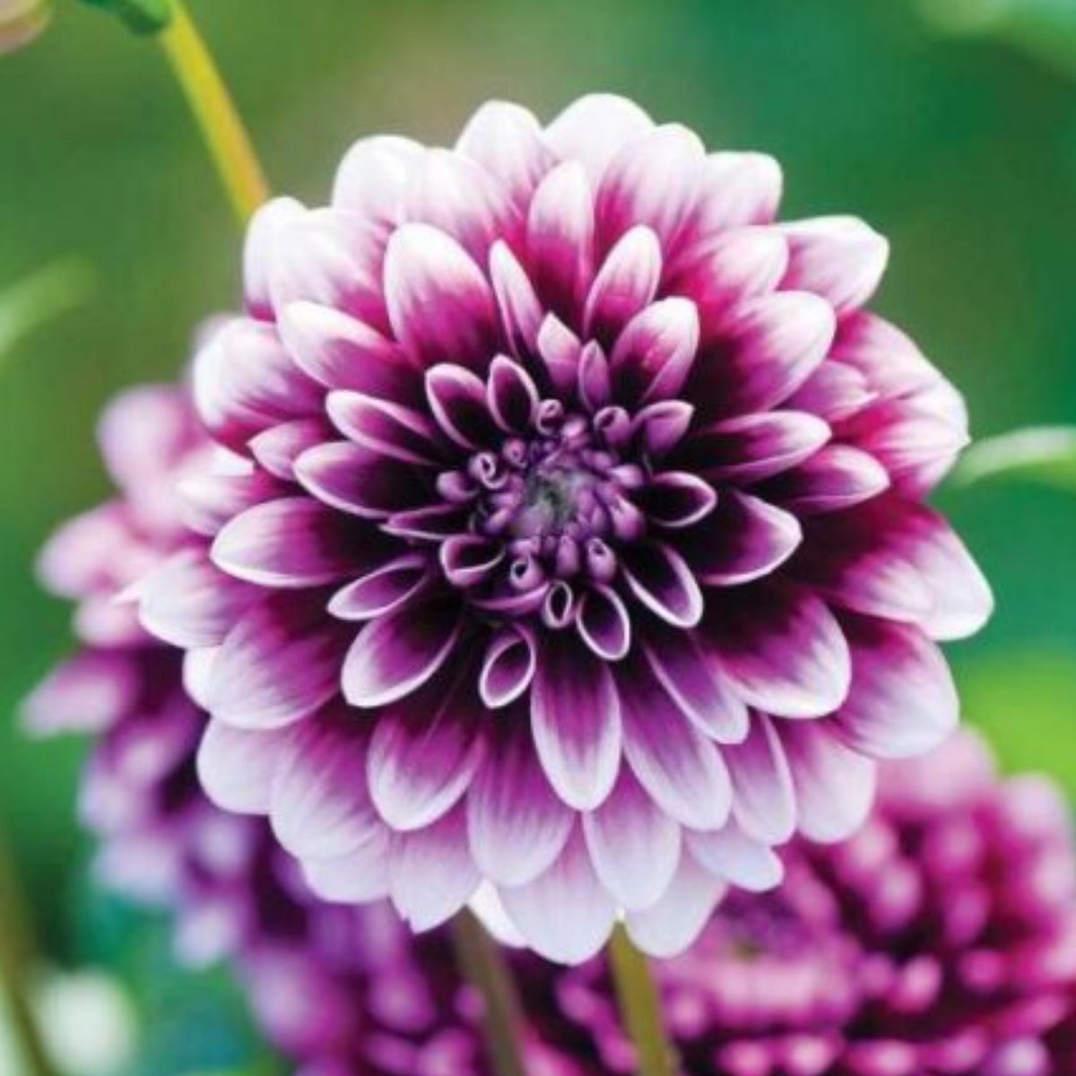 40+ Rare Seeds - Man Dahlia Seeds, Container