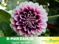 40+ Rare Seeds| B-Man Dahlia Seeds- Authentic - Open-Pollinated - Organic - Heirloom - Flower Seeds - Container - Beds & Cut Bouquets #D008