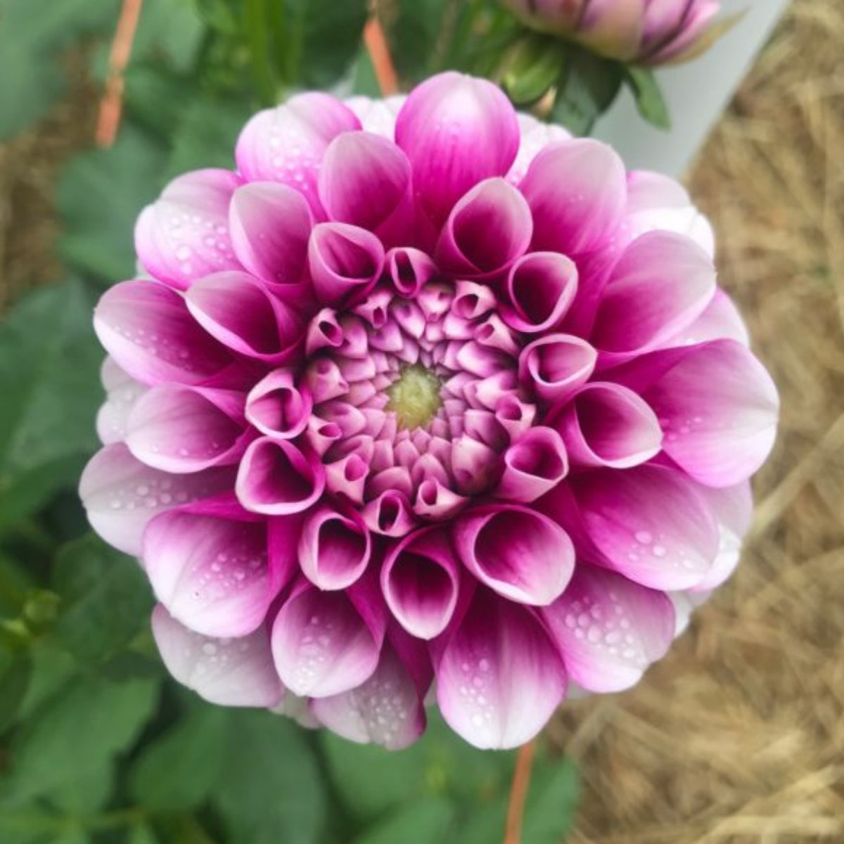 40+ Rare Seeds - Man Dahlia Seeds, Container